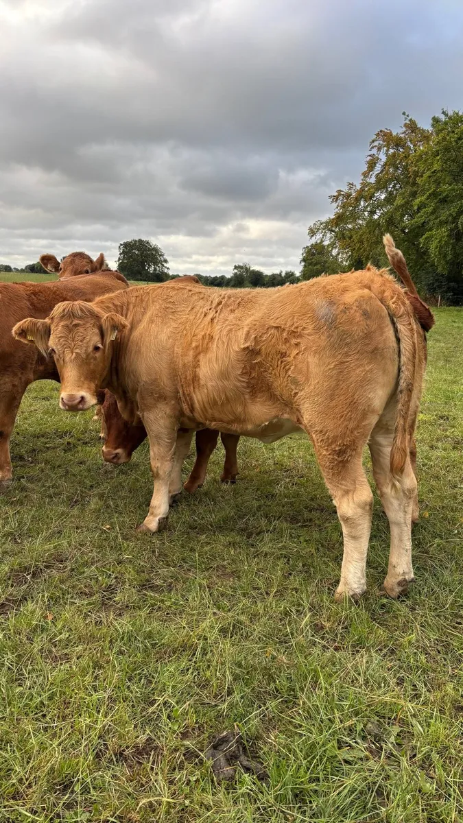 Top Quality Breeding Heifers - Image 1