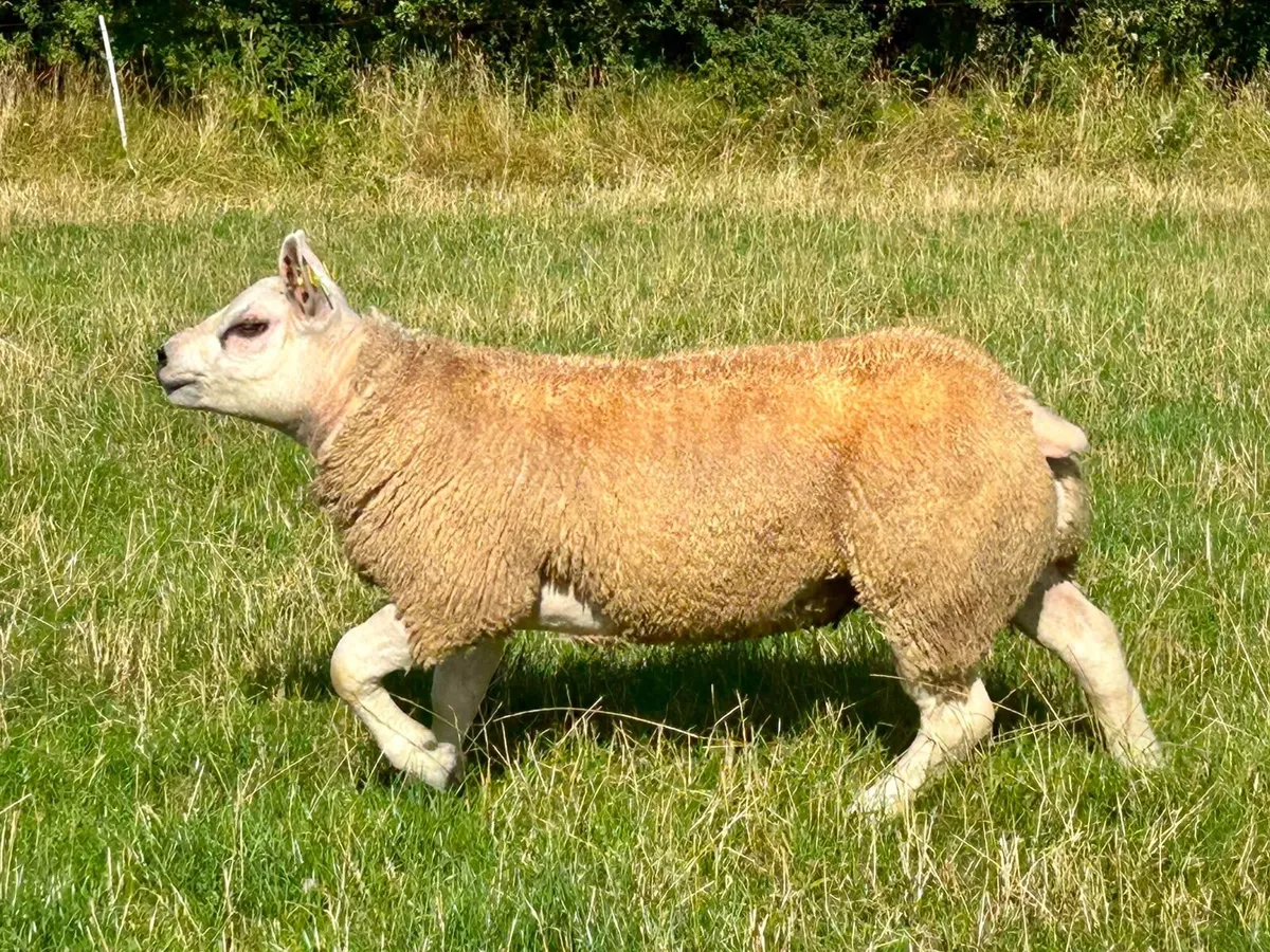 Big Boy Ram Sale Catalogue - Image 3