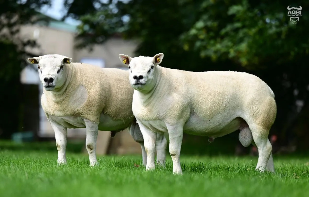 Big Boy Ram Sale Catalogue - Image 4