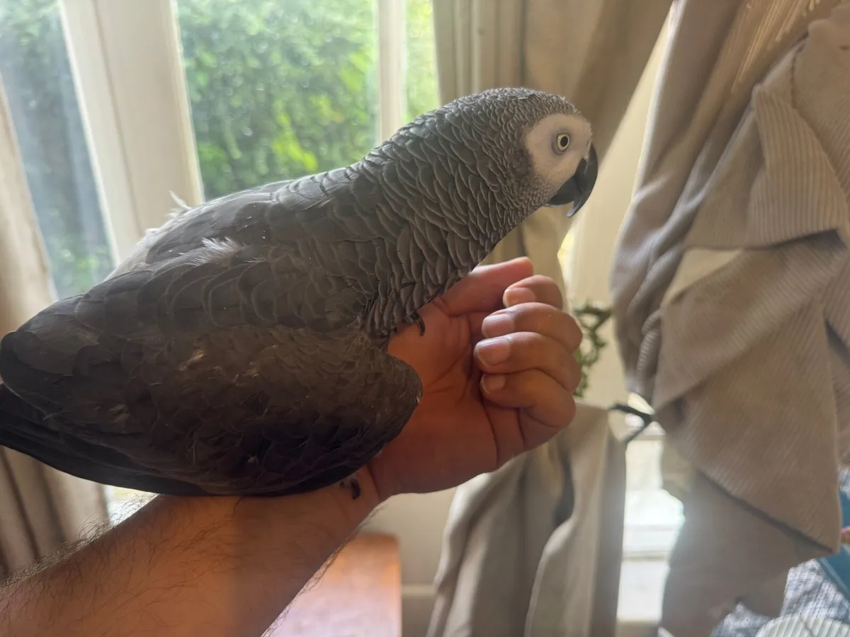 African grey parrot - Image 2