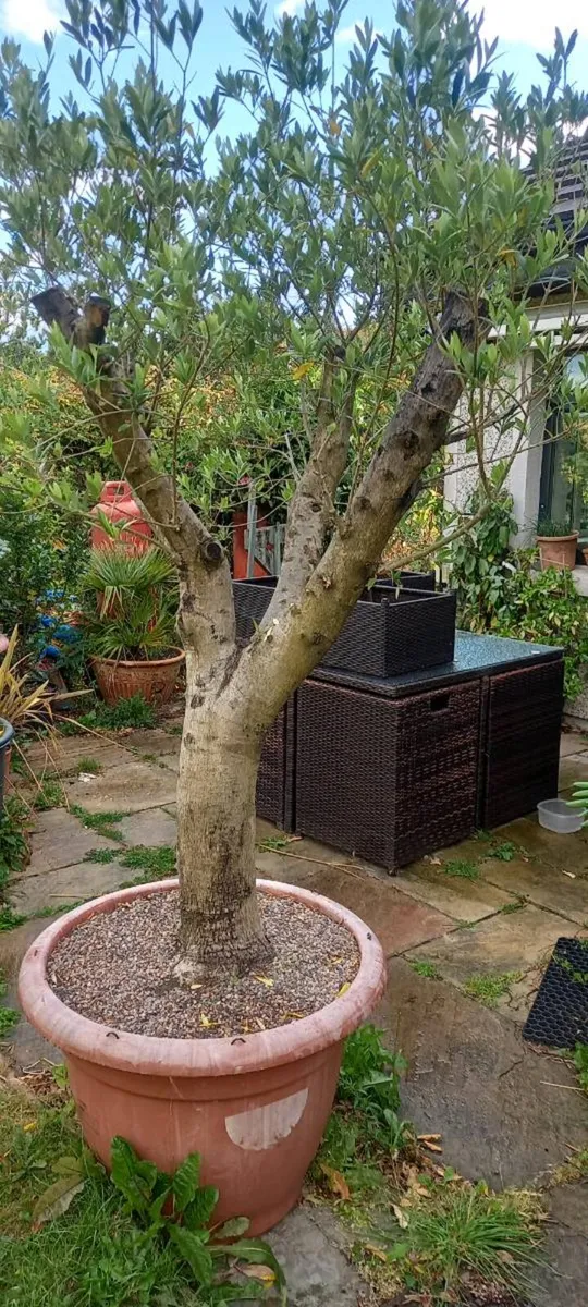 2 large fully  mature olive trees - Image 4