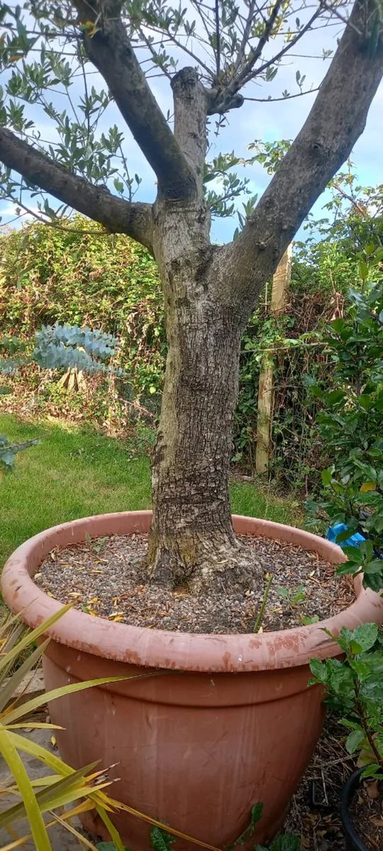 2 large fully  mature olive trees - Image 1