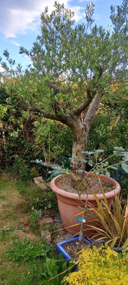 2 large fully  mature olive trees - Image 2