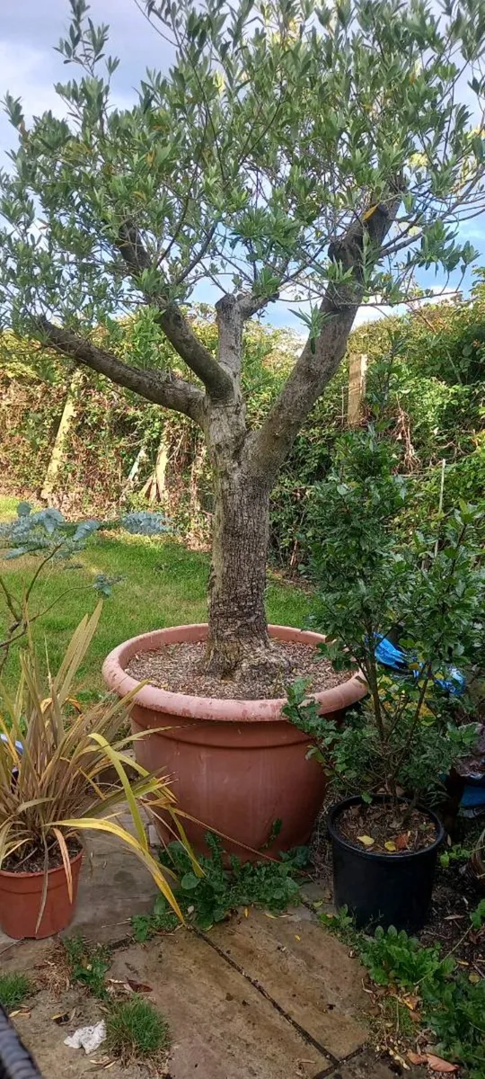 2 large fully  mature olive trees - Image 3