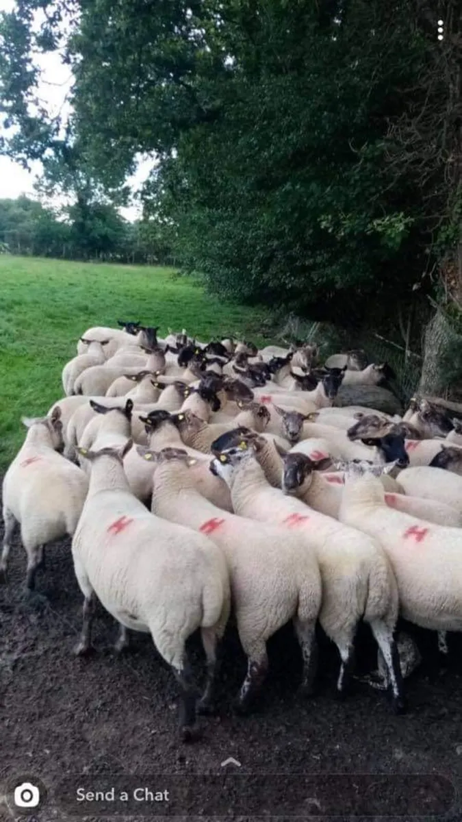Borris ewe - Image 2