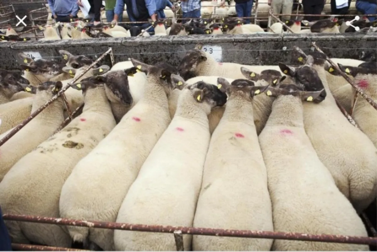 Borris ewe - Image 3