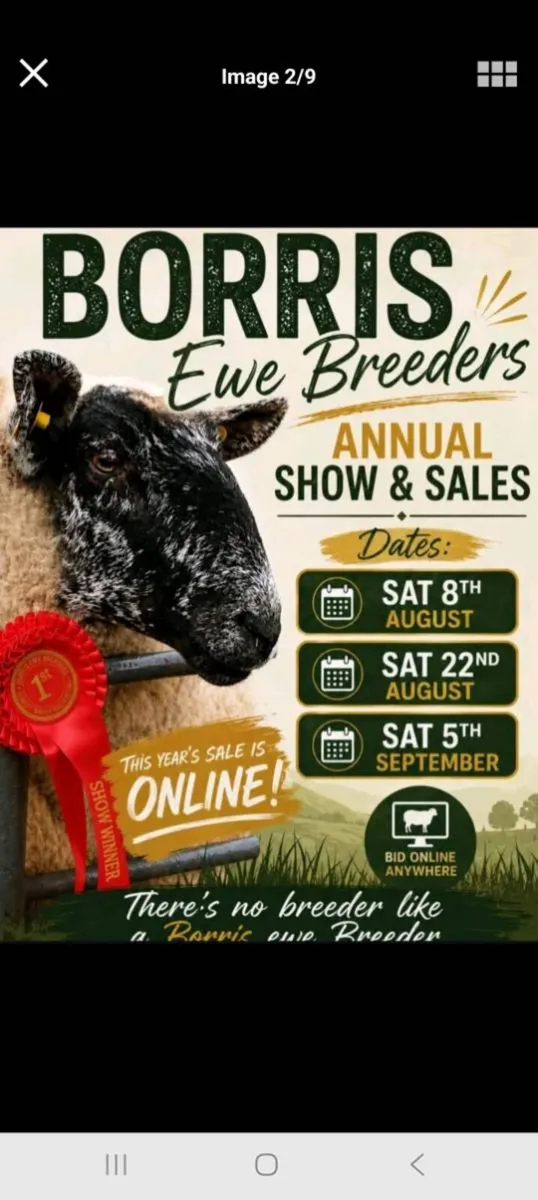 Borris ewe - Image 1