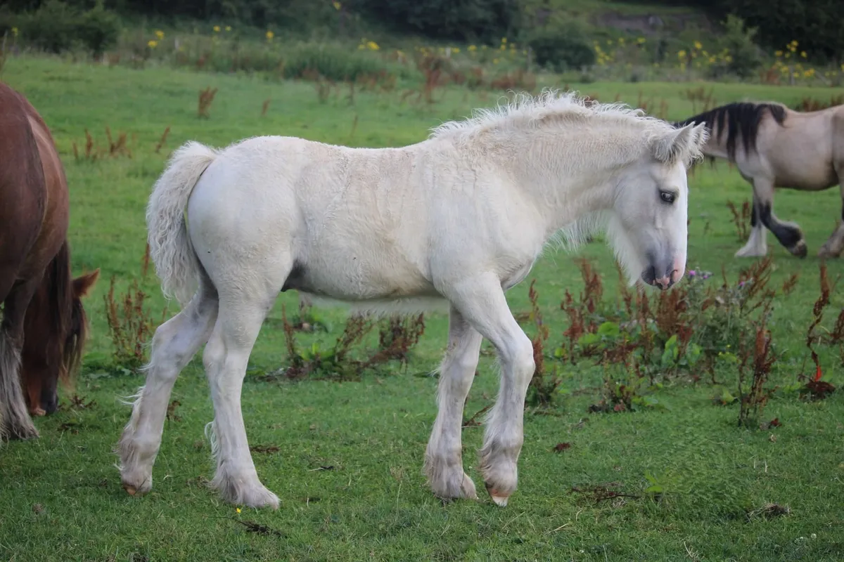 Full Pedigree Irish Cob foals to make 15.2h - Image 3