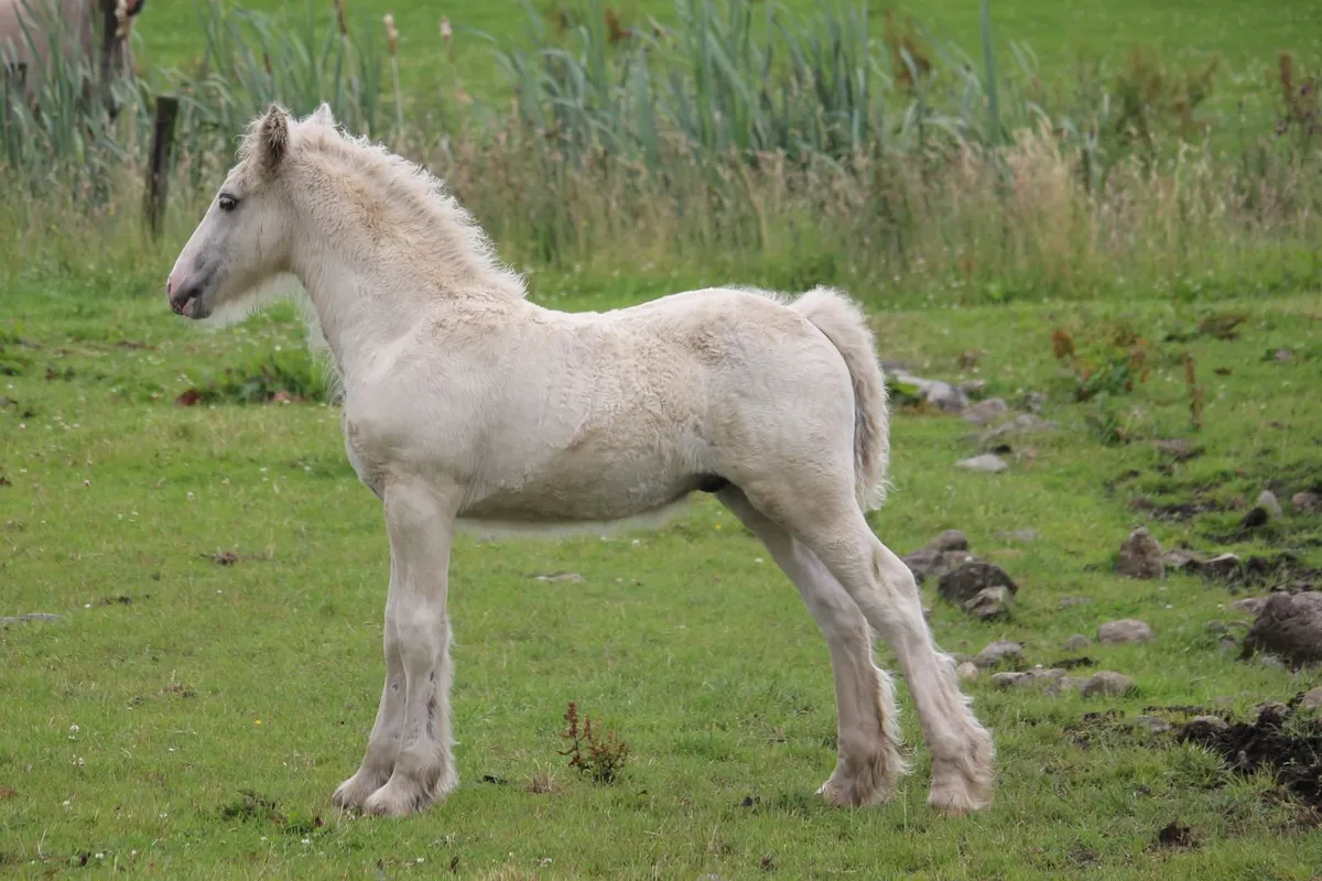 Full Pedigree Irish Cob foals to make 15.2h - Image 4