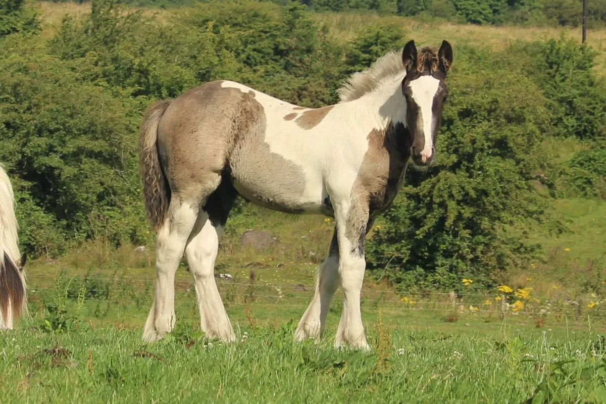 Full Pedigree Irish Cob foals to make 15.2h - Image 4
