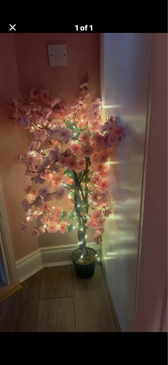 Cherry blossom tree
