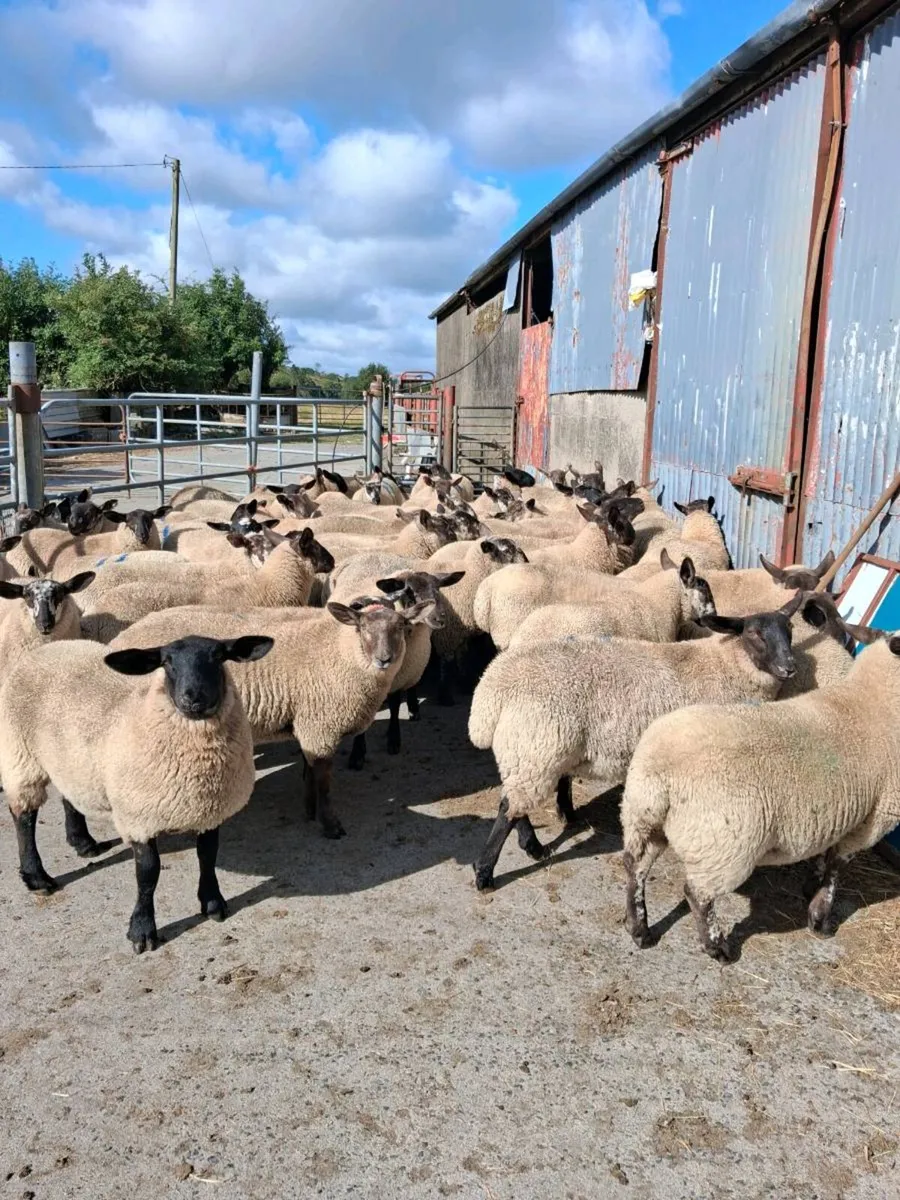 Borris Ewe Breeders Sale 2026 - Image 1