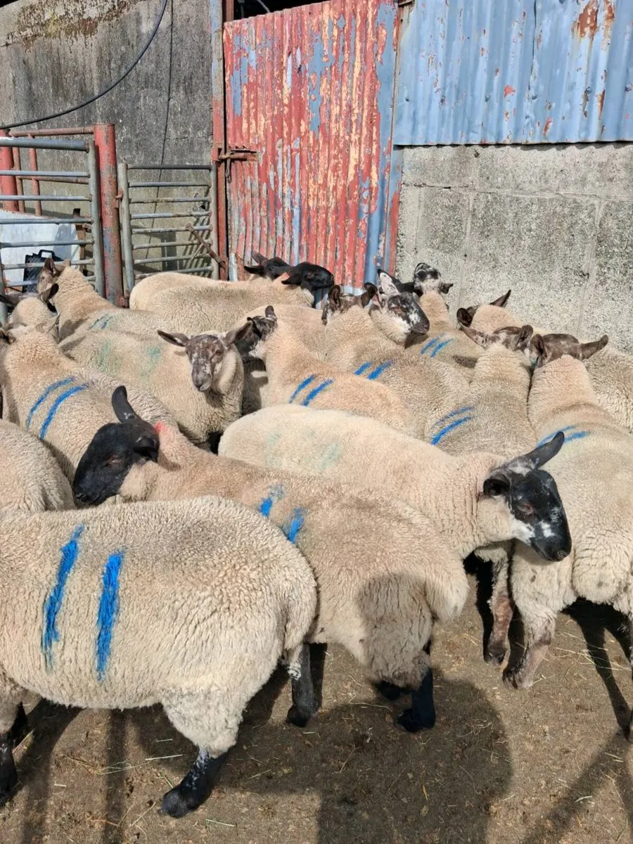 Borris Ewe Breeders Sale 2026 - Image 2