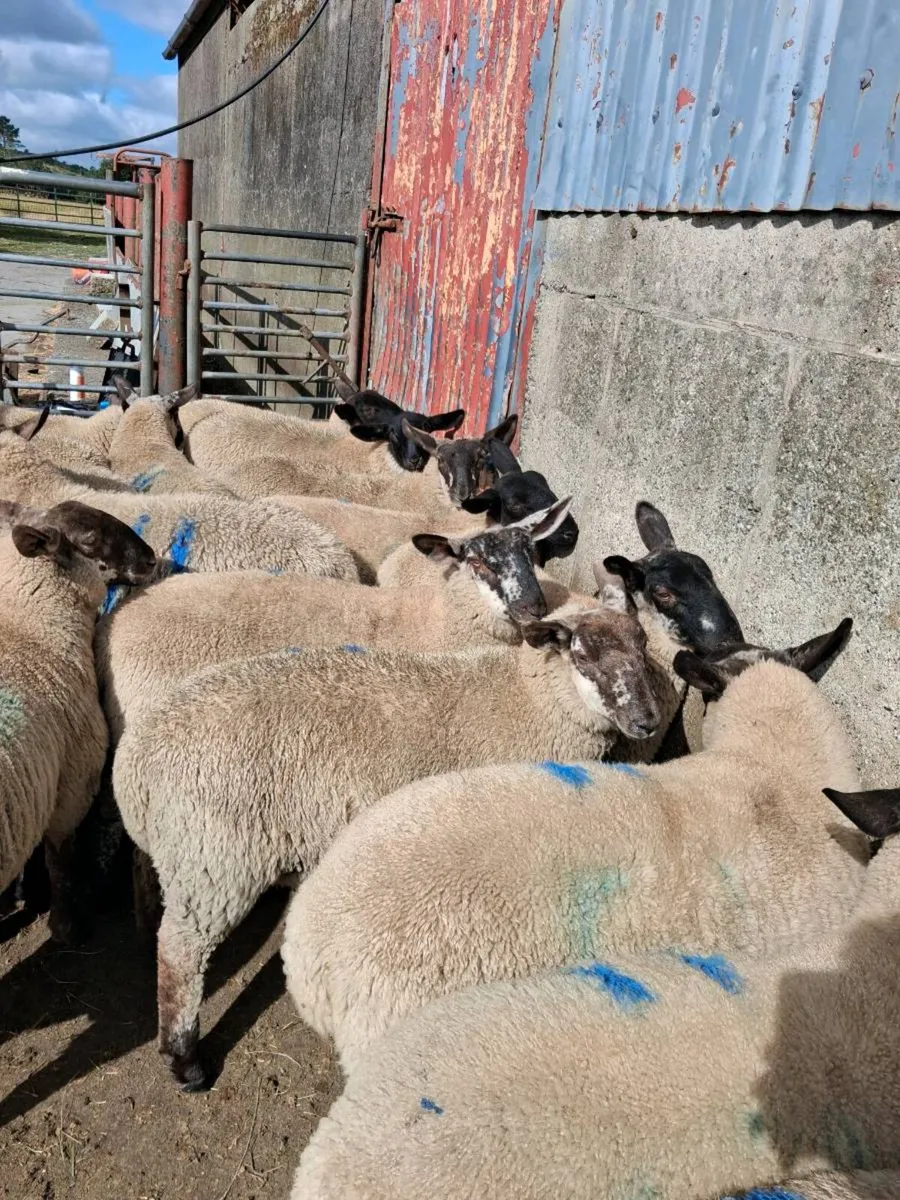 Borris Ewe Breeders Sale 2026 - Image 3