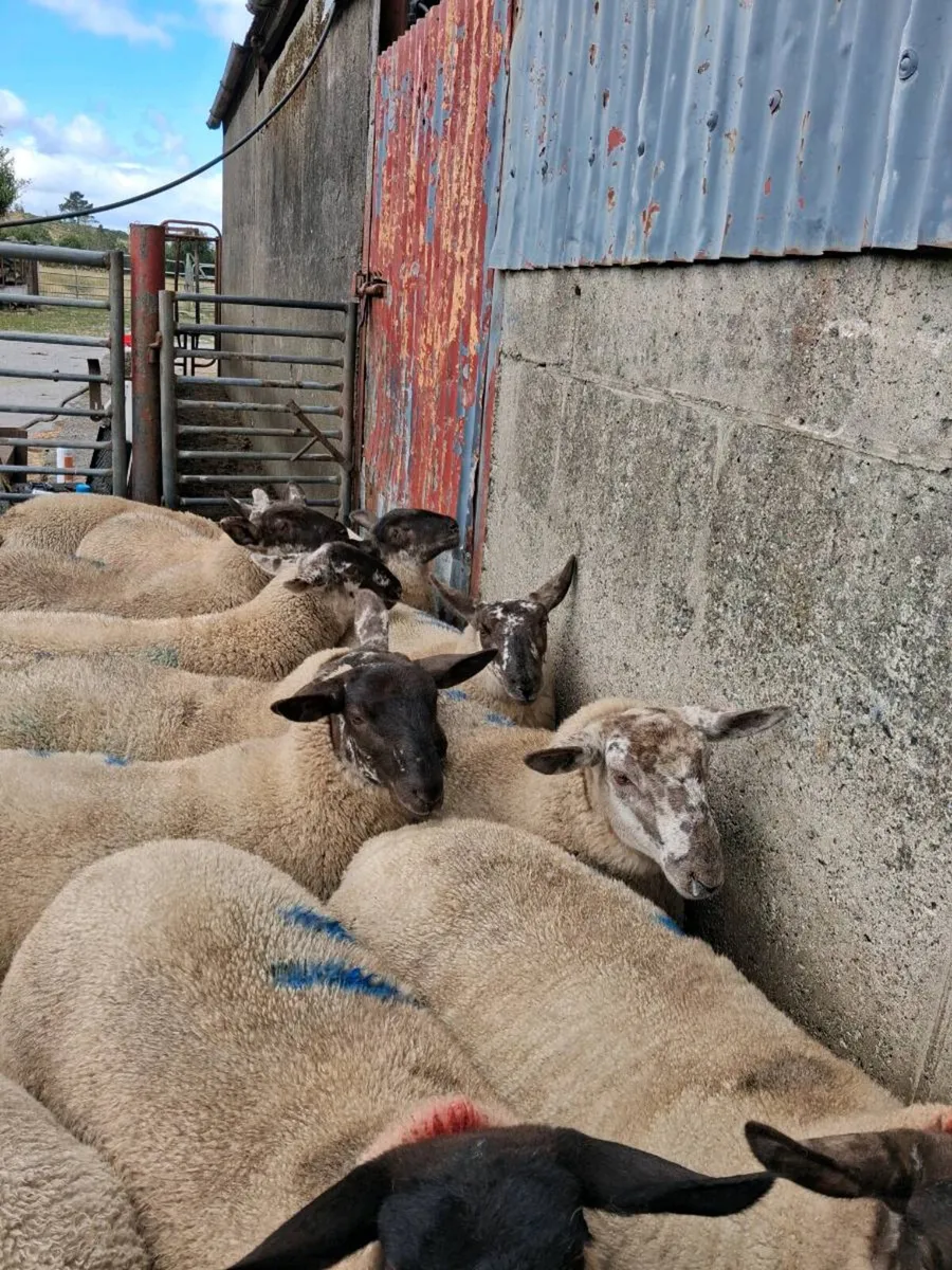 Borris Ewe Breeders Sale 2026 - Image 4