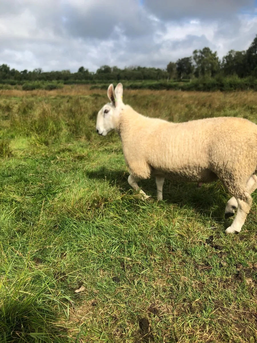 Border Leicester hogget (SIS) - Image 2