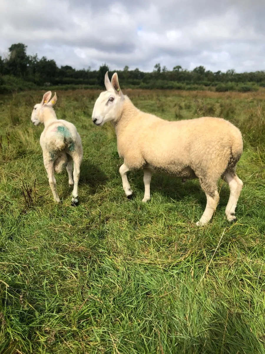 Border Leicester hogget (SIS) - Image 4