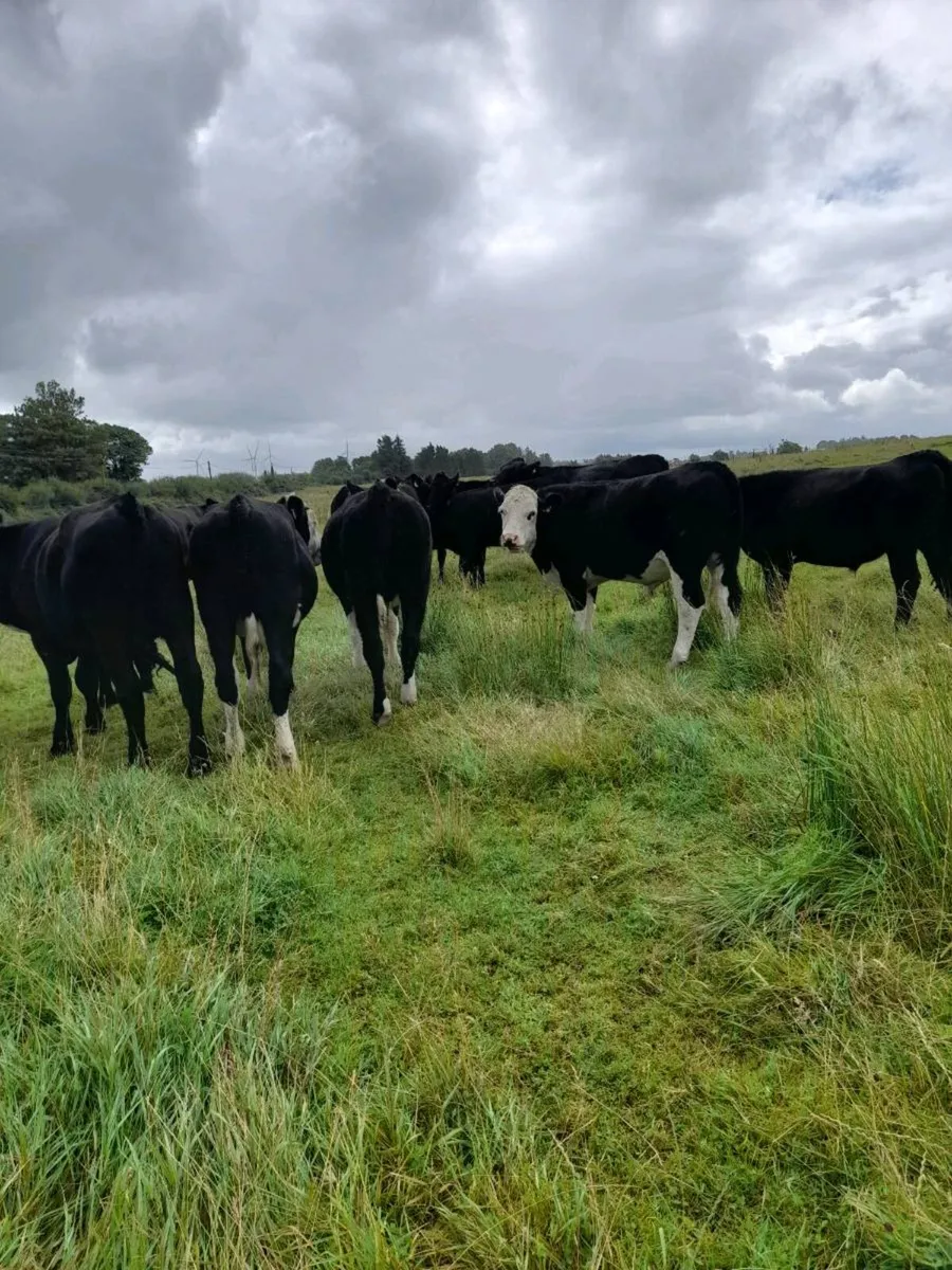 Livestock - Image 1