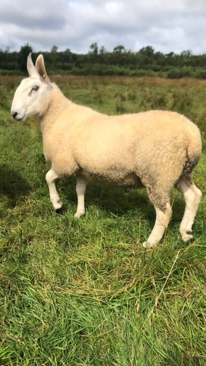 Border Leicester hogget (SIS) - Image 1