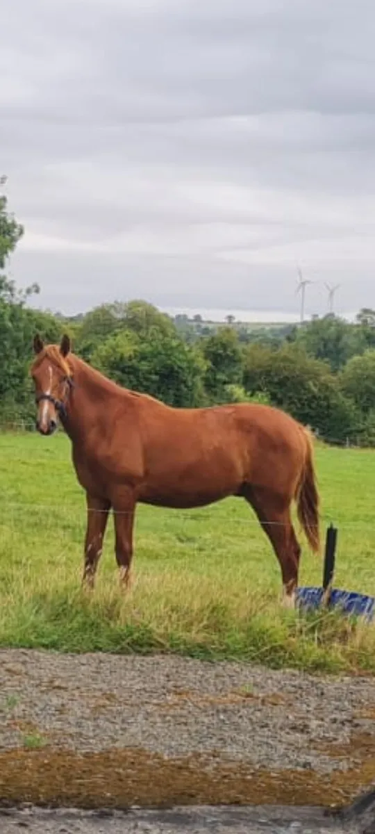 Horse - Image 1
