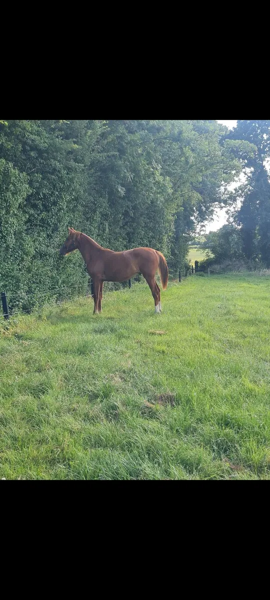 Horse - Image 2