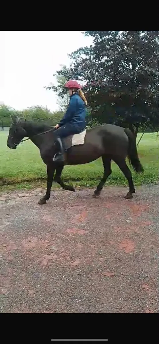 Aged mare - Image 2