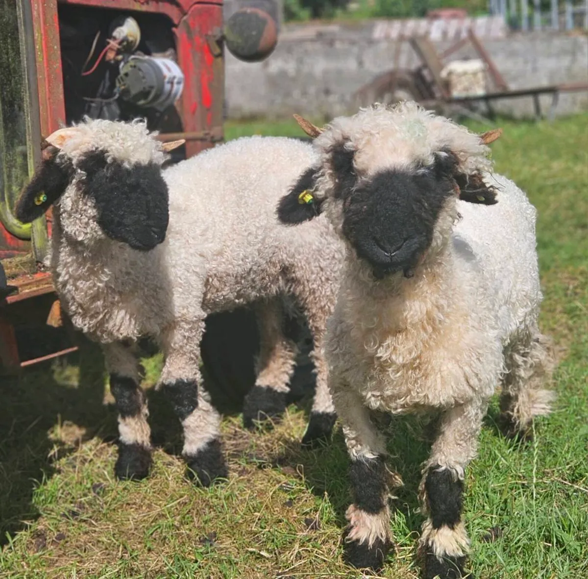 Valais Blacknose