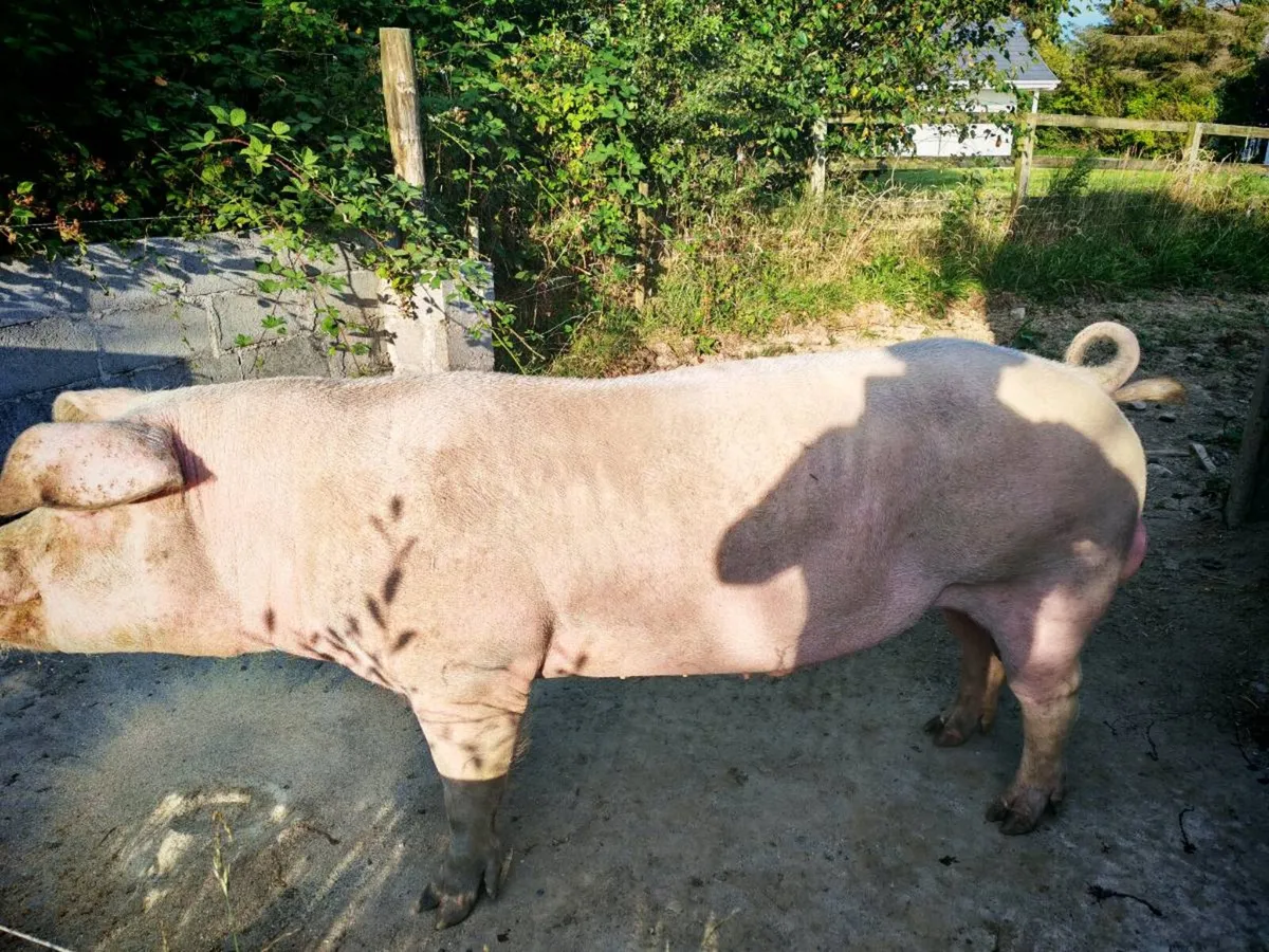 Pigs - Image 1