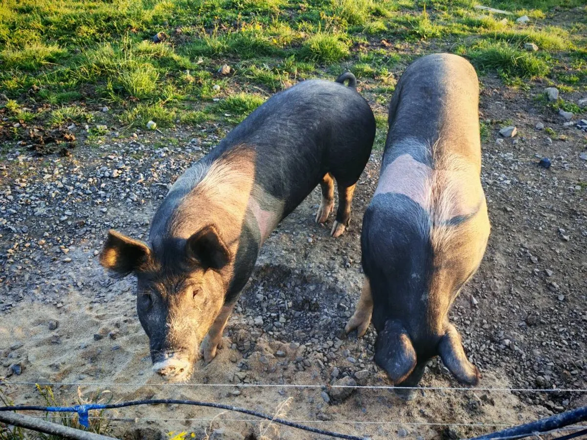 Pigs - Image 2