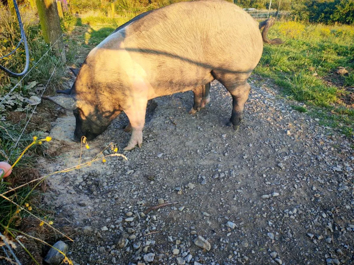 Pigs - Image 3