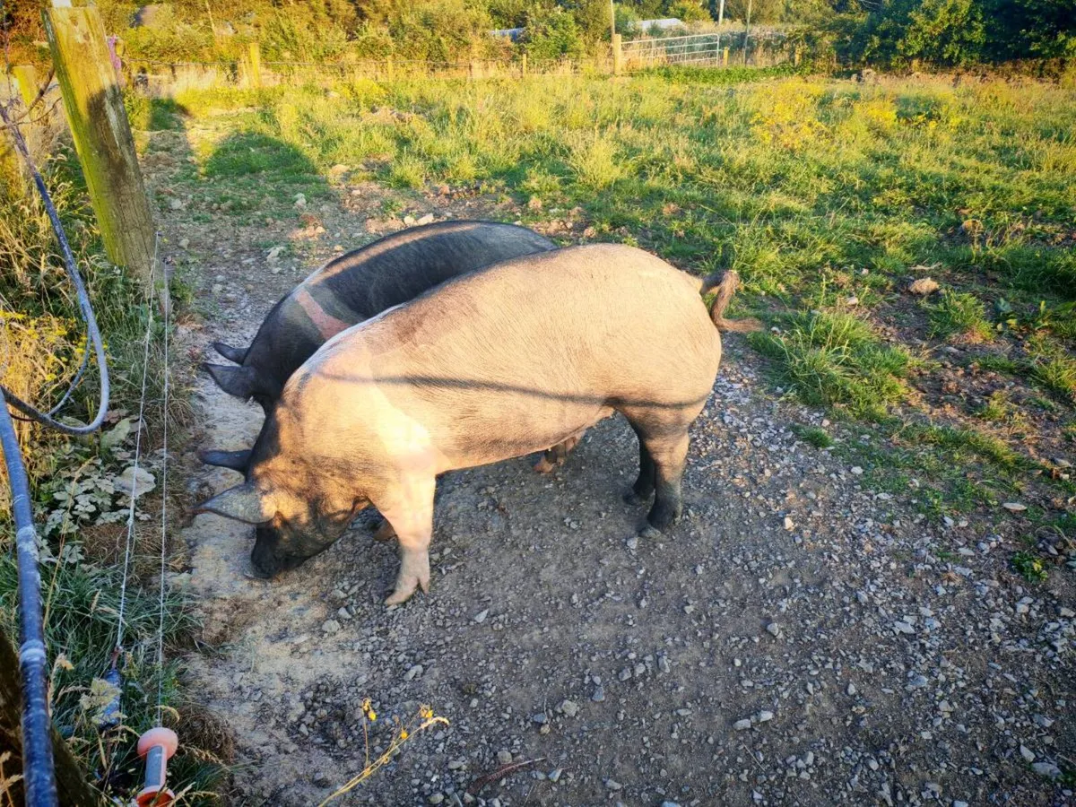 Pigs - Image 4