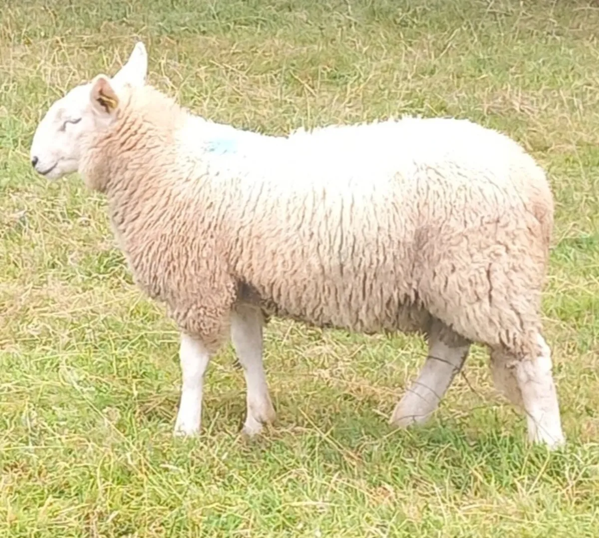Cheviot Ewe Lamb - Image 1