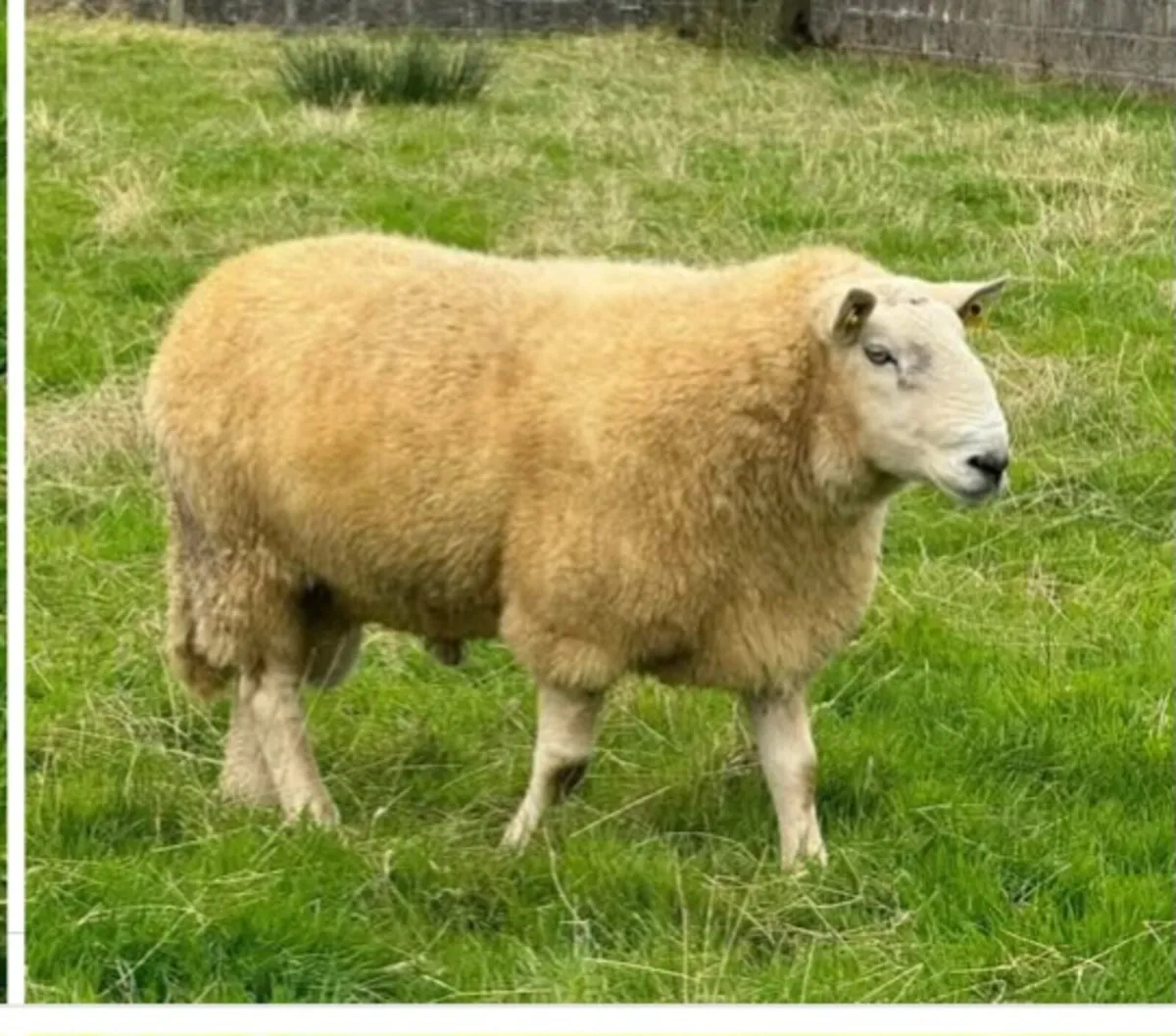 Cheviot Ewe Lamb - Image 2