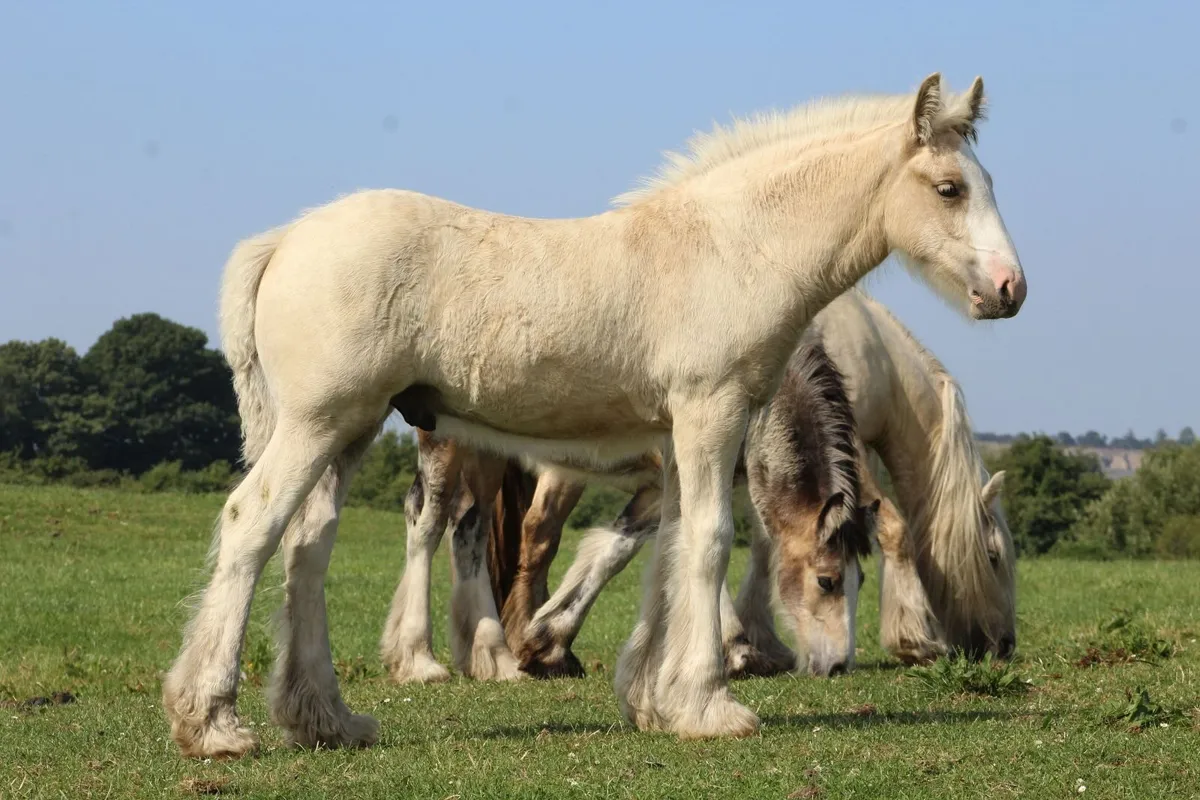 Full Pedigree Irish Cob foals to make 15.2h - Image 1