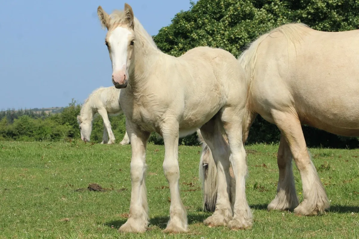 Full Pedigree Irish Cob foals to make 15.2h - Image 2
