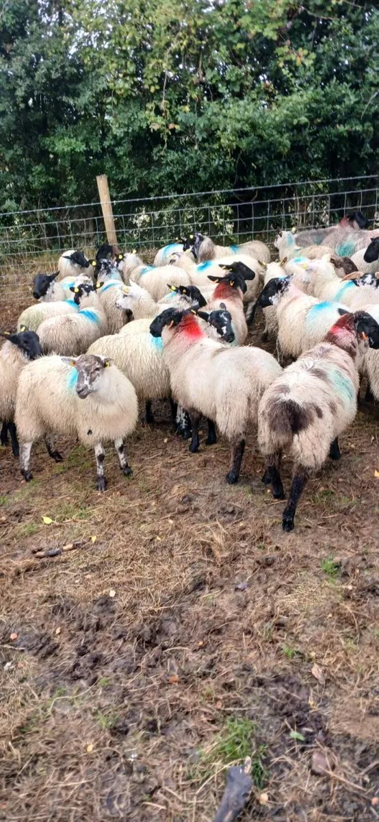 Sheep - Image 2