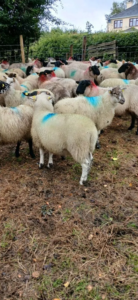 Sheep - Image 3
