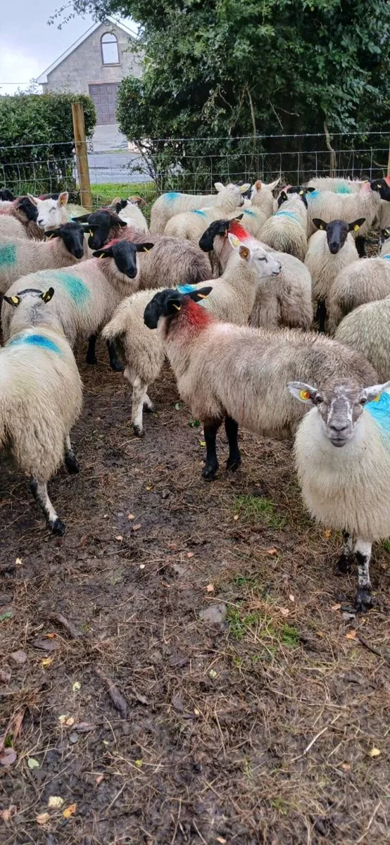 Sheep - Image 4