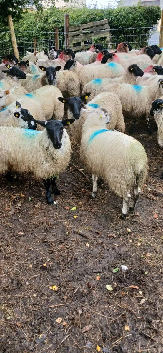 Sheep - Image 1