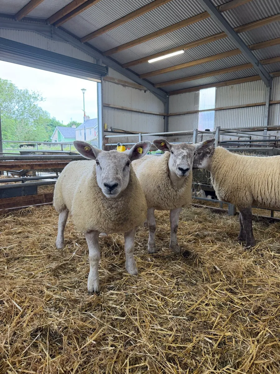 *** Suftex Ewe Lambs *** - Image 1