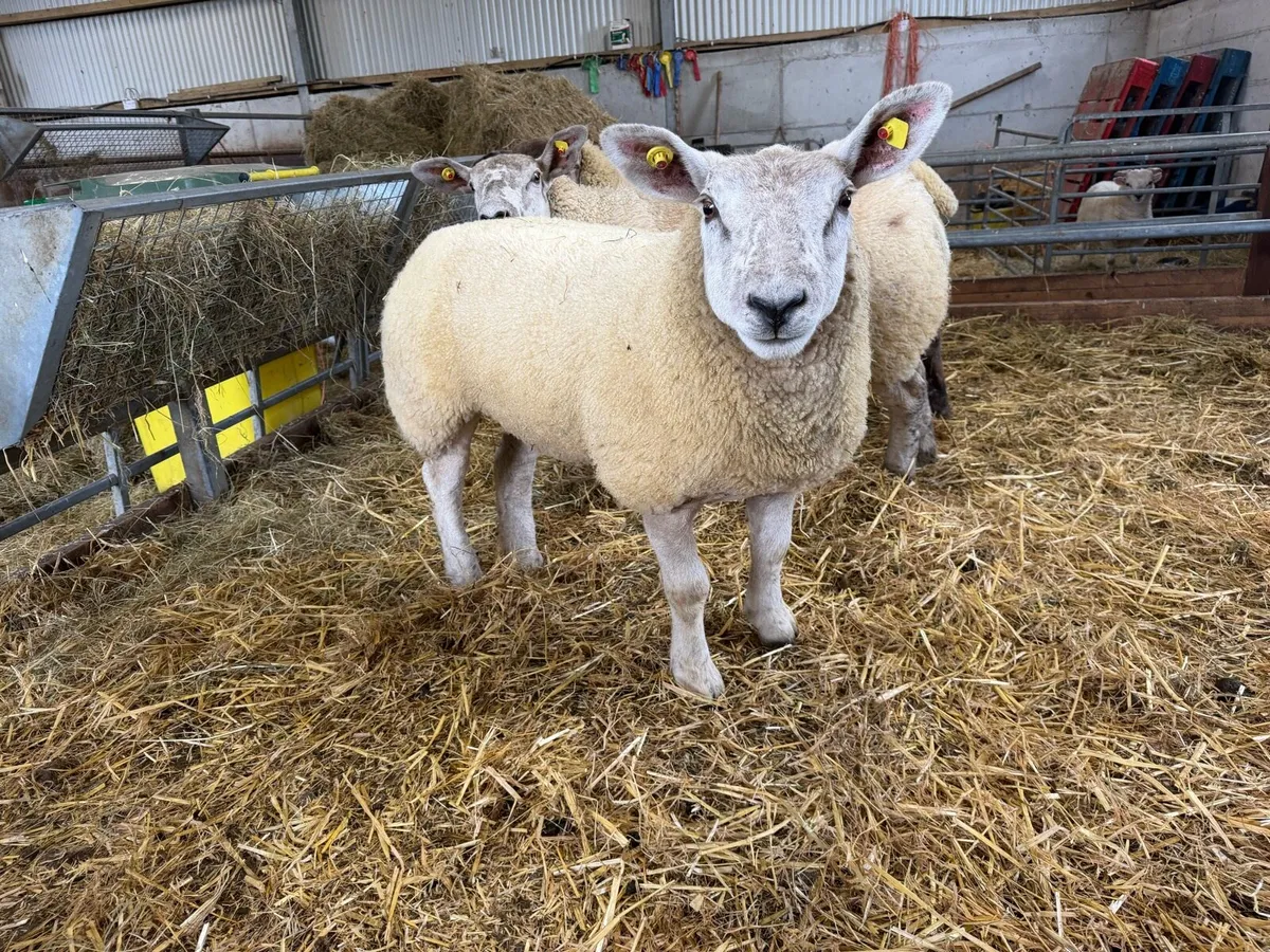 *** Suftex Ewe Lambs *** - Image 2