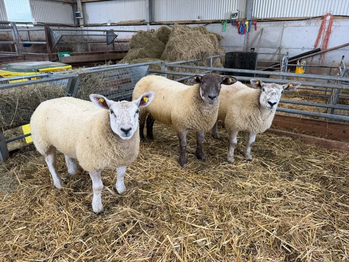 *** Suftex Ewe Lambs *** - Image 3