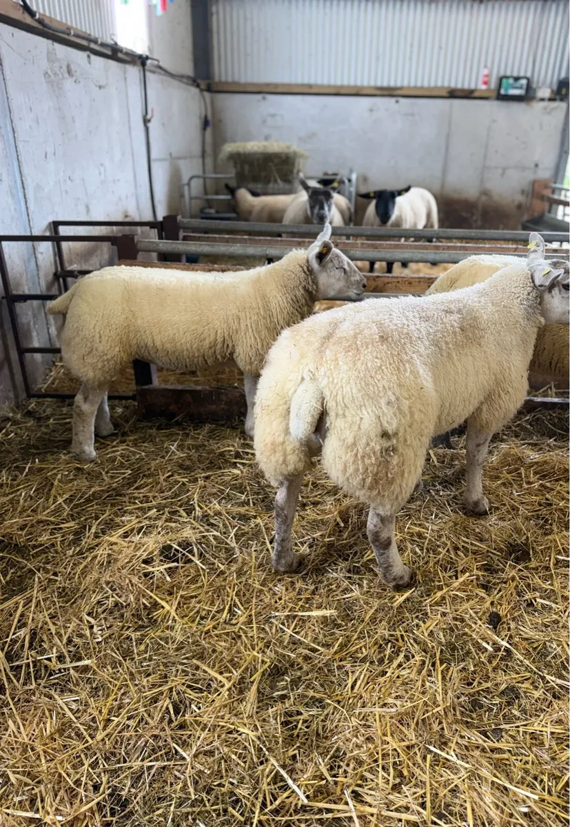 *** Suftex Ewe Lambs *** - Image 4