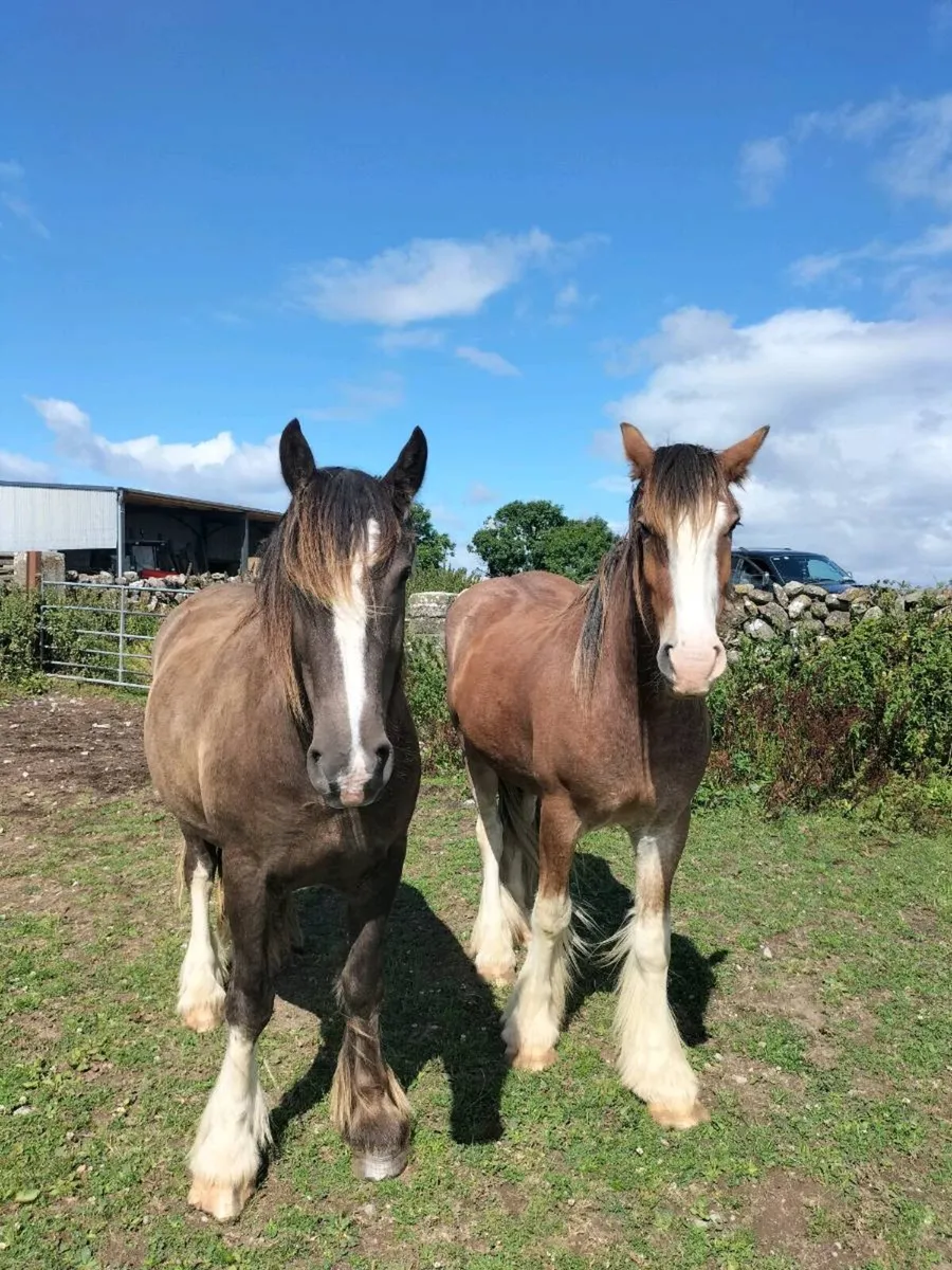 2 Genuine Gelding Cobs - Image 4