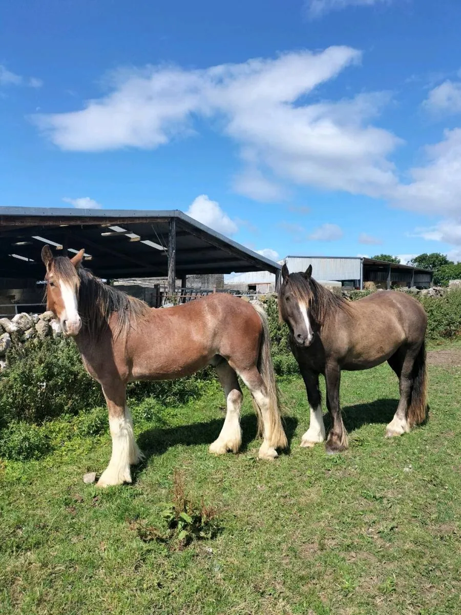 2 Genuine Gelding Cobs - Image 1