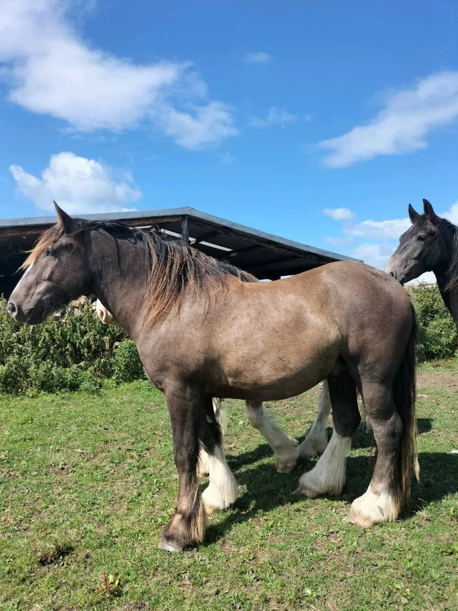 2 Genuine Gelding Cobs - Image 2