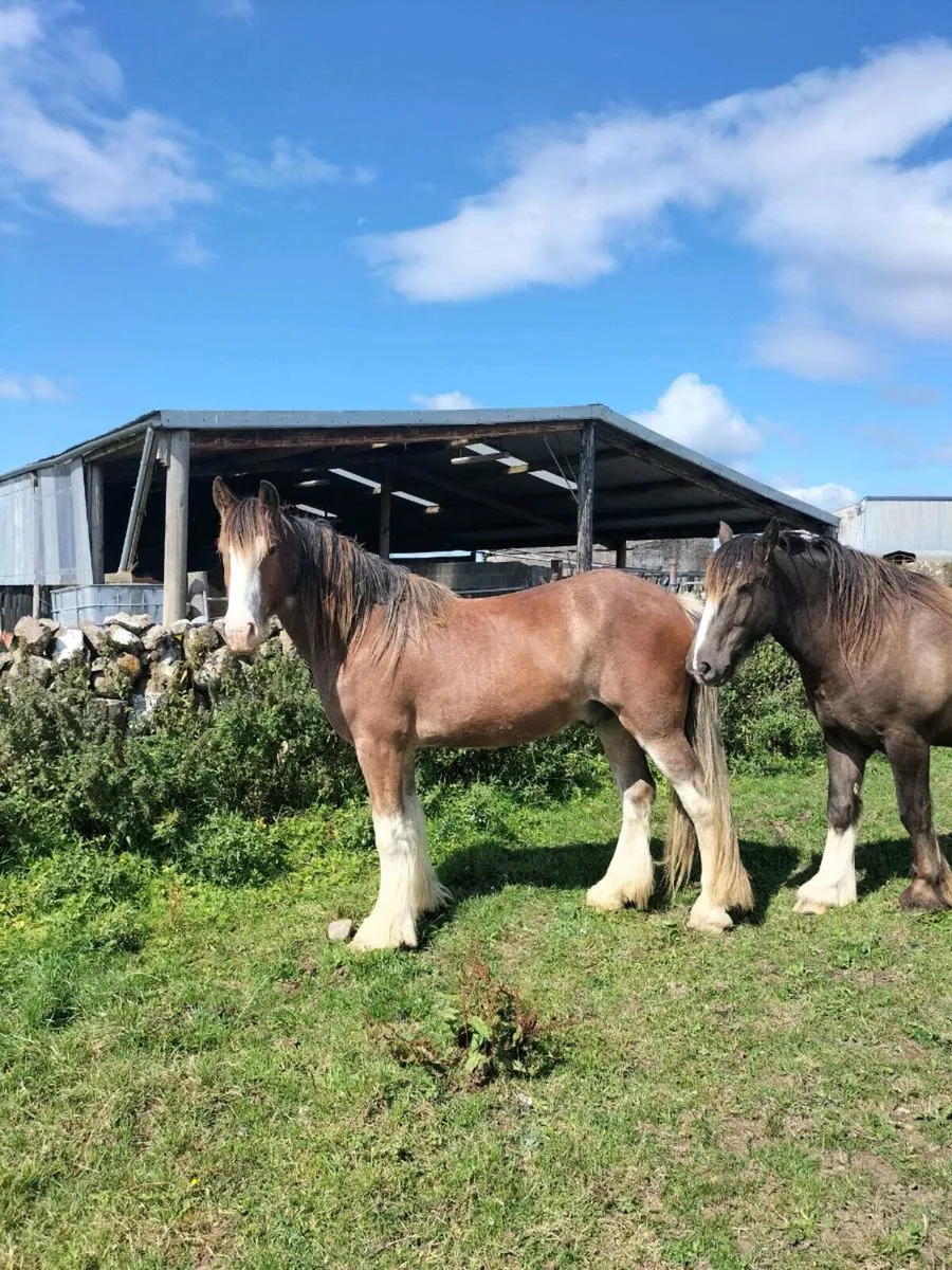 2 Genuine Gelding Cobs - Image 3