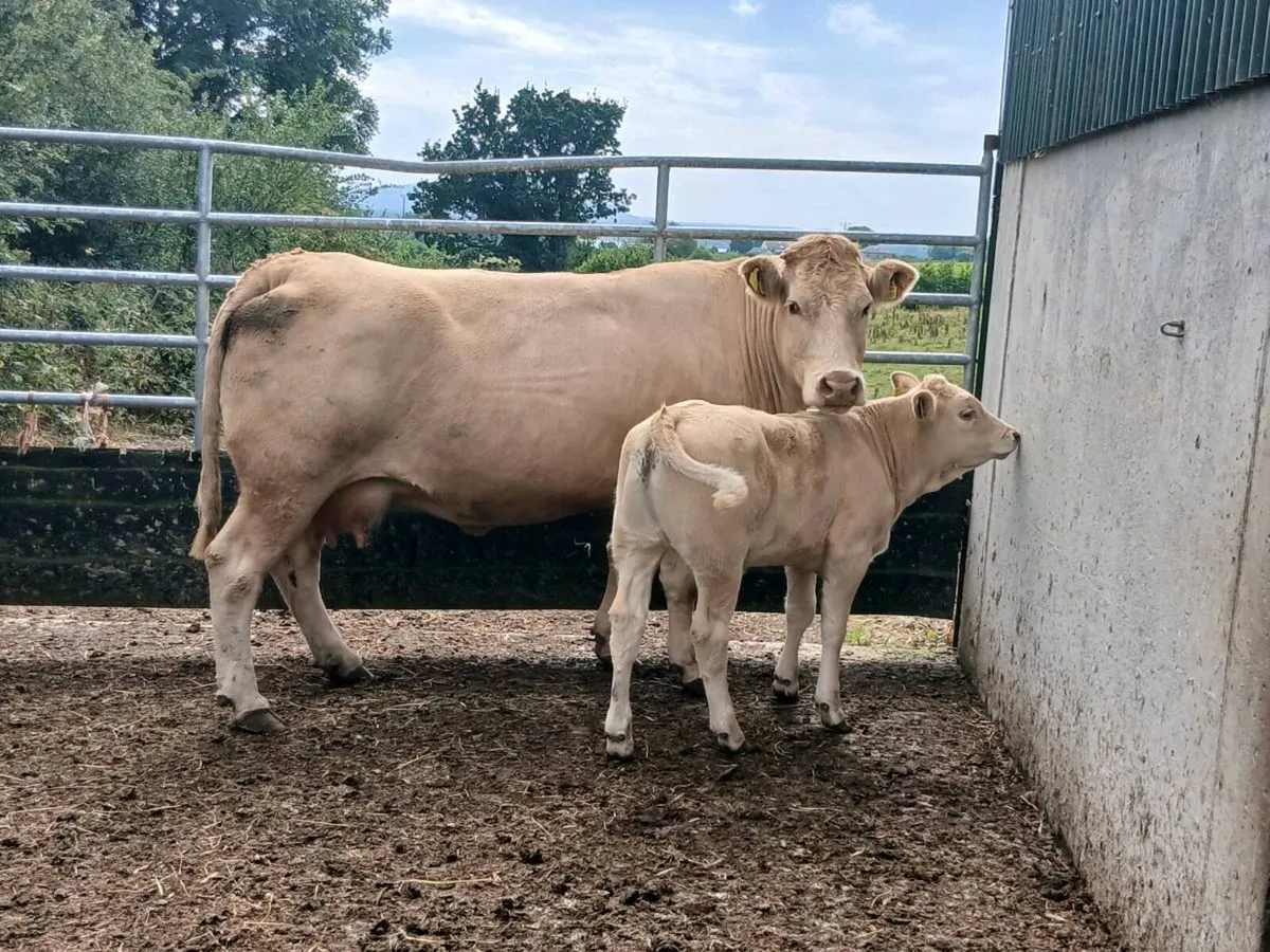 SUPER CH COW AND HEIFER CALF PROPER ONE - Image 1