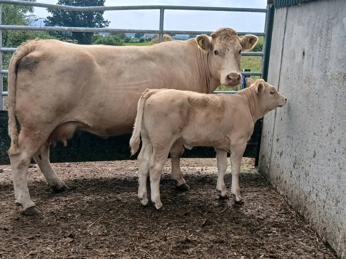 SUPER CH COW AND HEIFER CALF PROPER ONE - Image 3