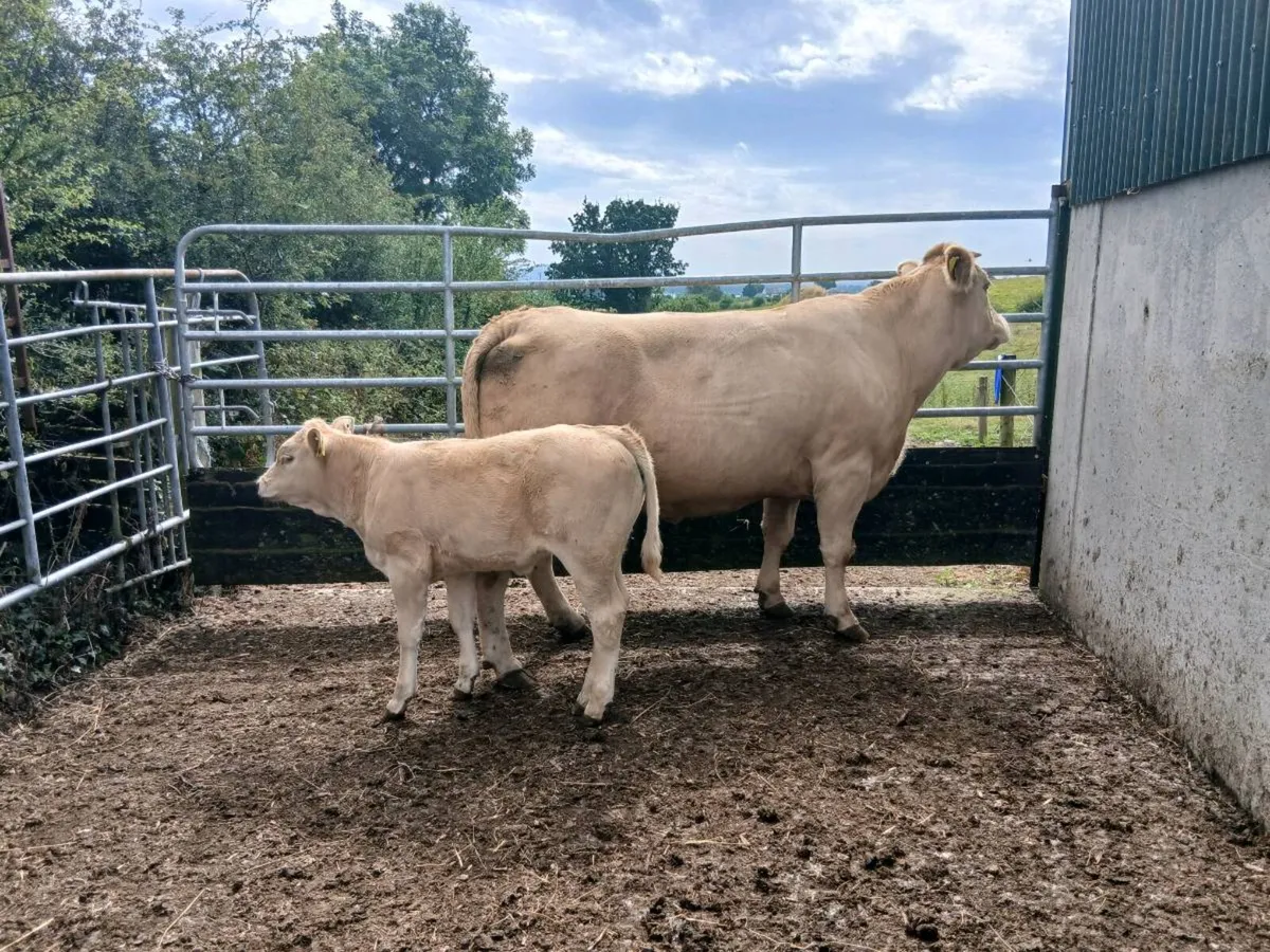 SUPER CH COW AND HEIFER CALF PROPER ONE - Image 4